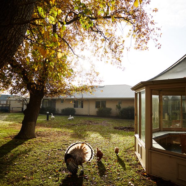 Hens and geese frolicking in the backyard of Mercy Place Colac, with outdoor gazebo for residents to enjoy.